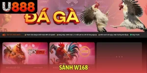 Sảnh đá gà W168 tại nhà cái U888