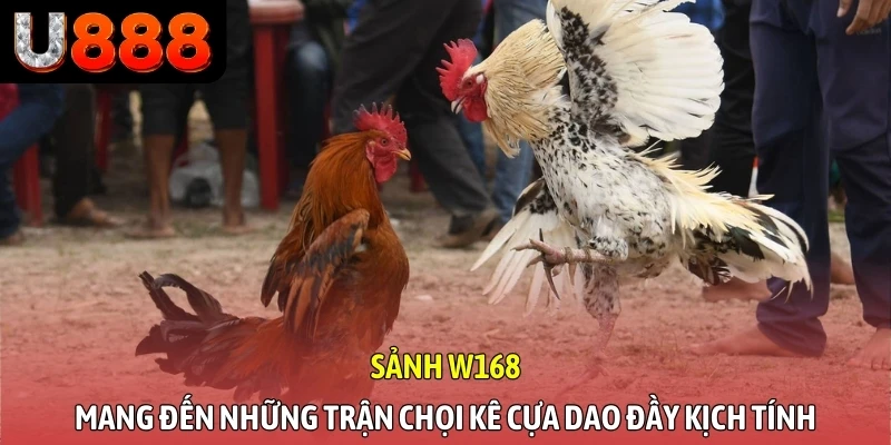 Sảnh W168 mang đến những trận chọi kê cựa dao đầy kịch tính